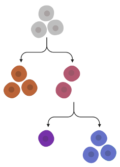 Extending HDP for Mutational Signatures: Incorporating Evolutionary Trees